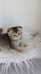 Fêmea scottish Fold