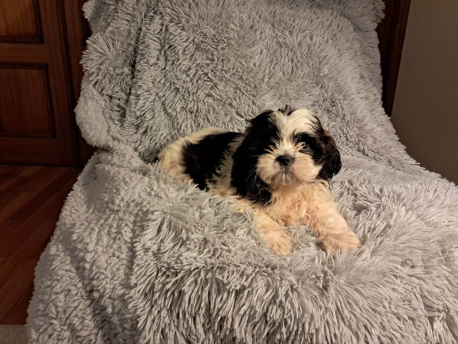 Shihtzu macho fantastico
