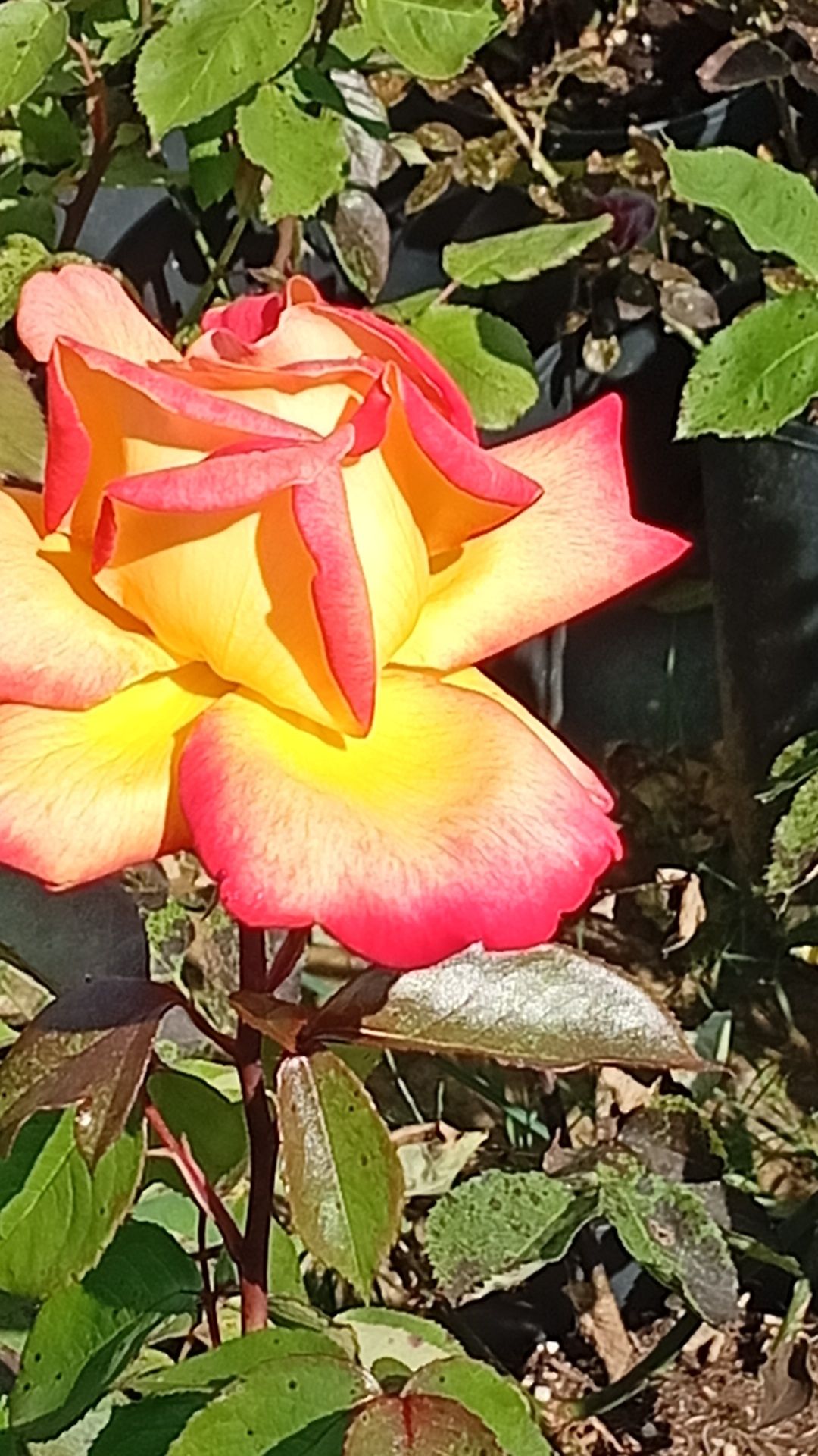 Rosas perfumadas