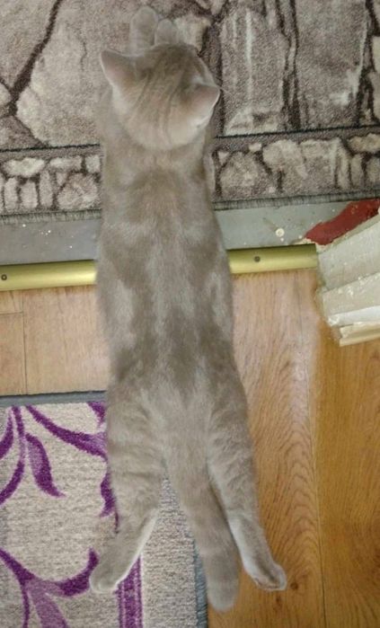 Котик Скотіш страйт запрошує кішечку