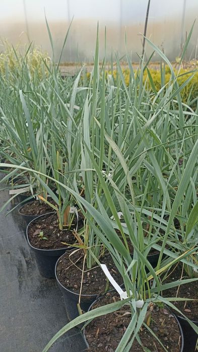 Trawy ozdobne różne odmiany