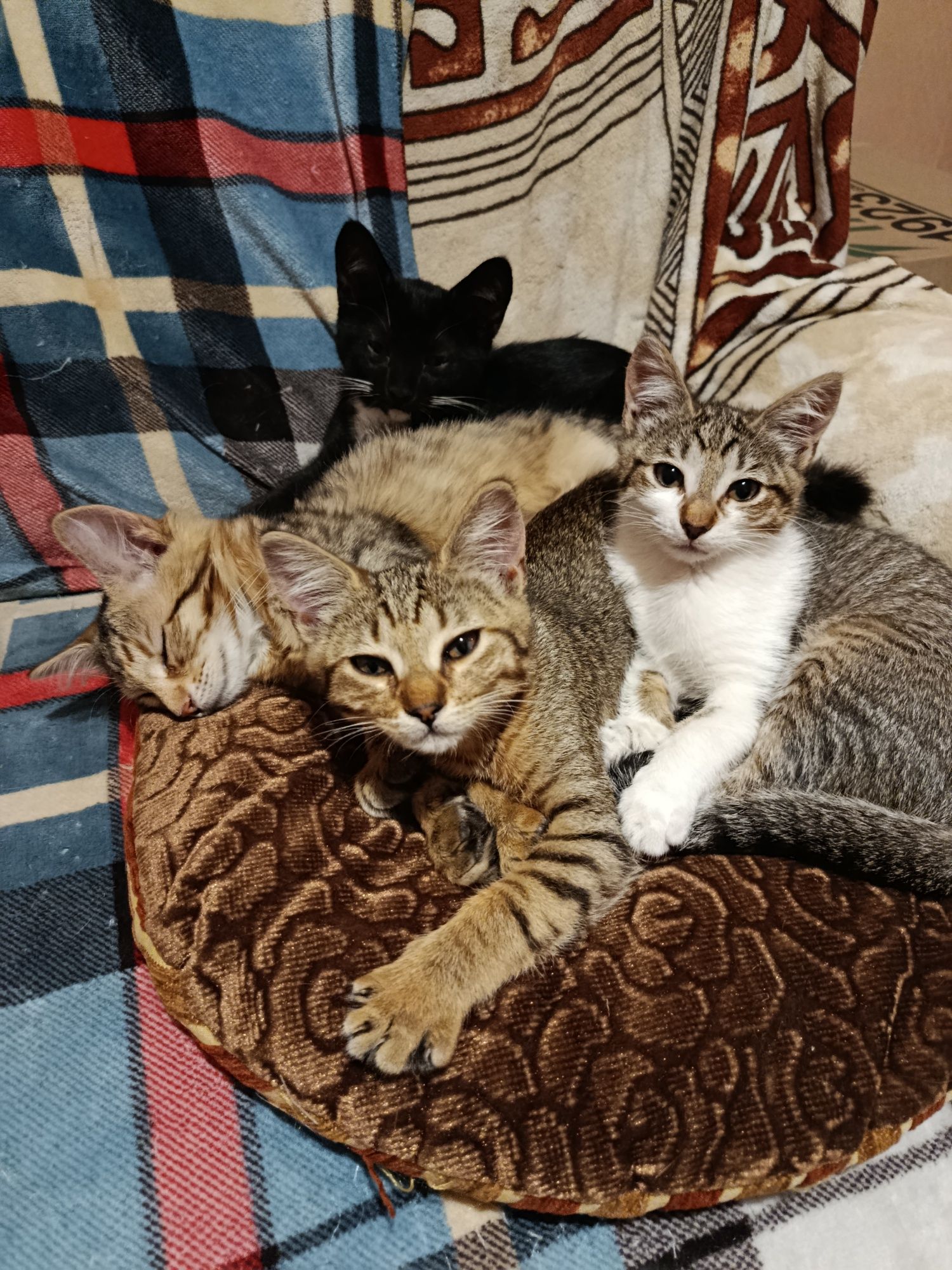 Кошенята в добрі руки