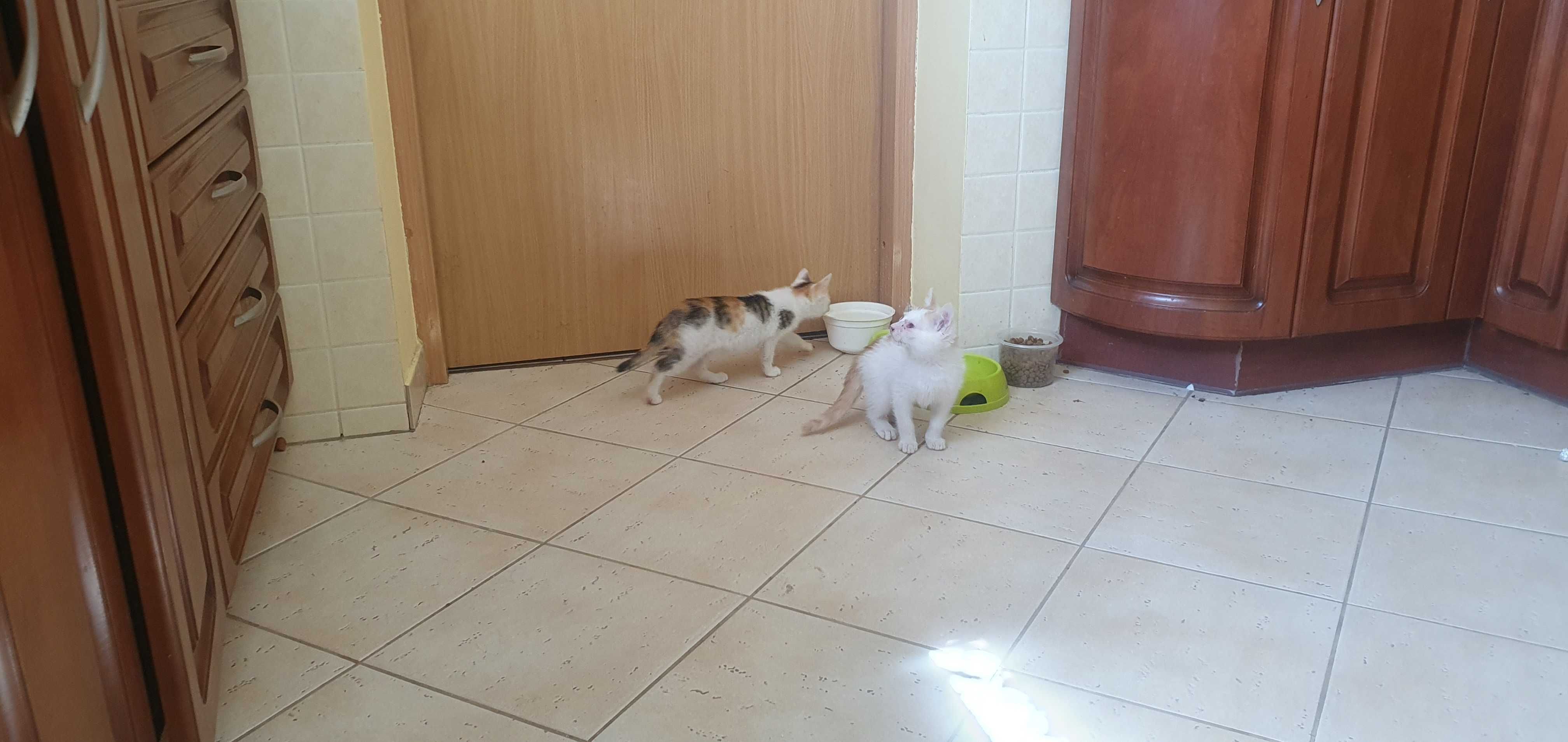 Kotki zadbane białe do adopcji