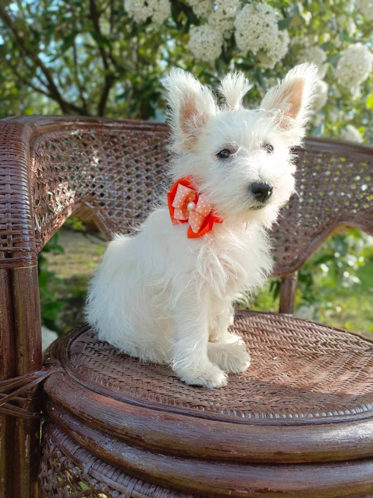 Sunia West Highland White Terrier