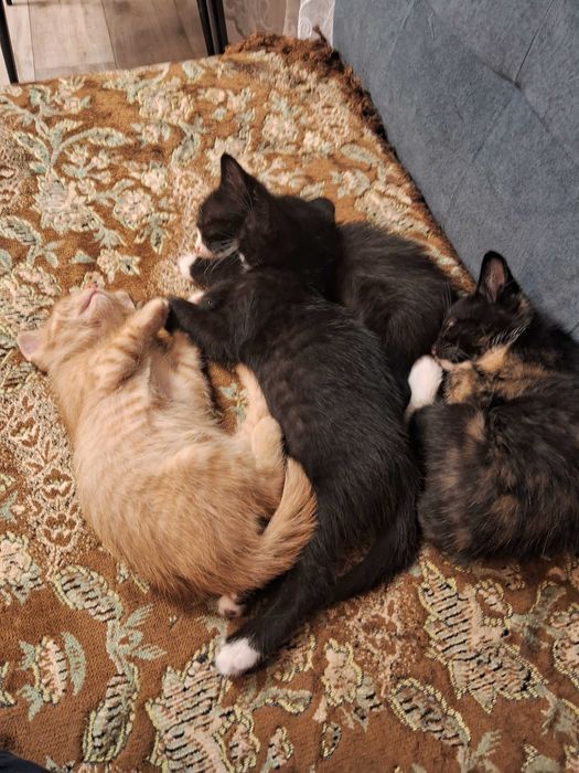 Котята,віддам безкоштовно в добру сім'ю.