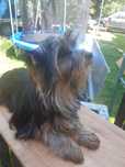 Yorkshire terrier pies