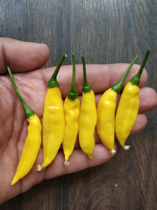 Семена острого перца Lemon Drop Лимонная капля насіння гострого перцю