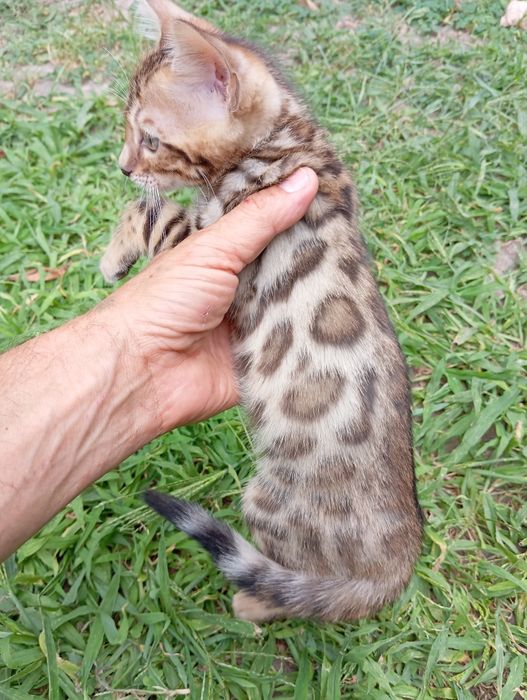 Бенгальский мальчик шоу класса