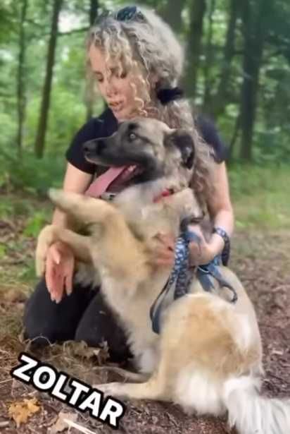 Piękny, w typie owczarka belgijskiego - mądry i bardzo oddany