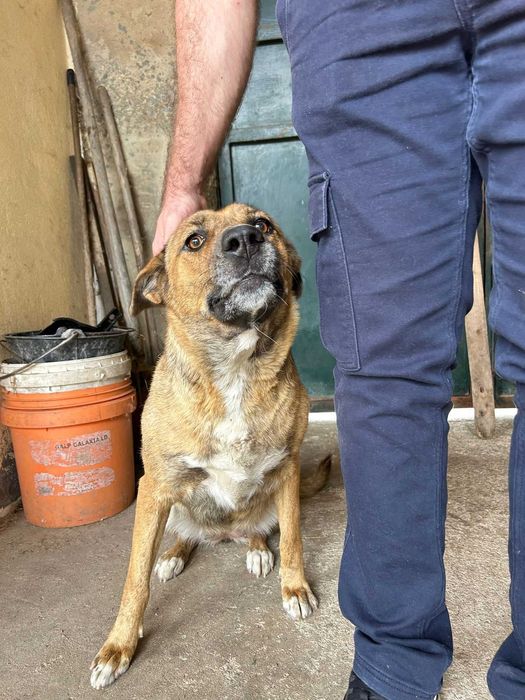 Cookie Para Adoção Responsável