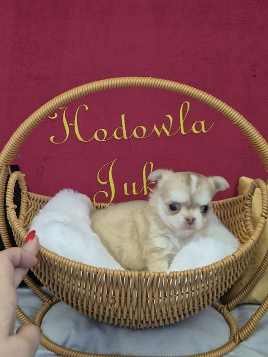 *** Chihuahua piękny mini chlopak Tayson o umaszczeniu husky ***