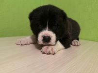 Алабай мега крупний хлопчик