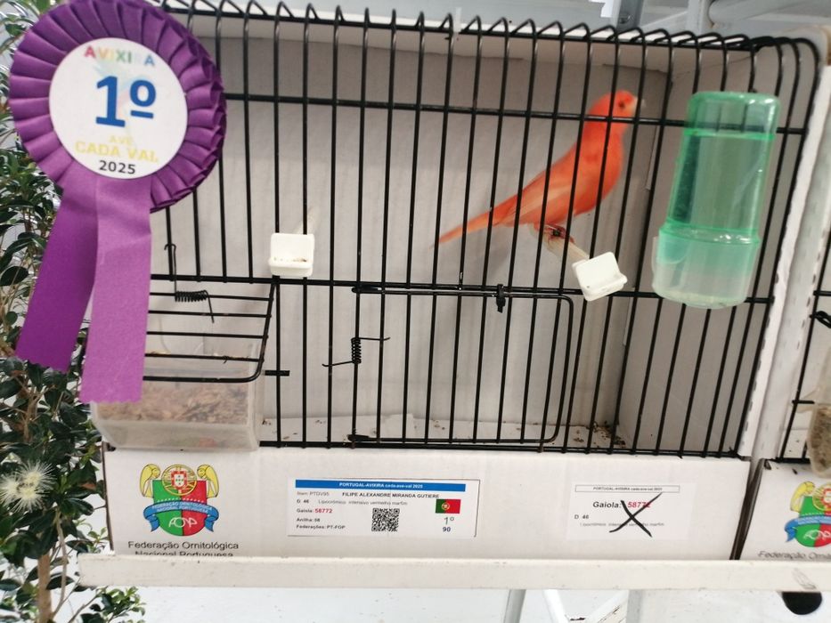 Canários vermelhos marfins