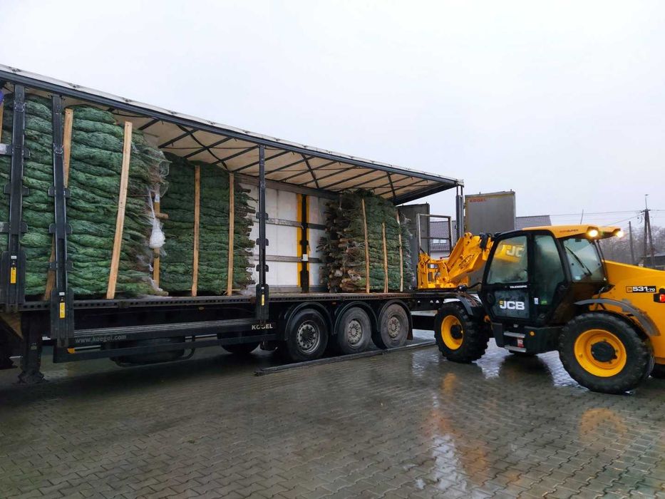 JODŁA KAUKASKA cięta choinki 200-250 cm duże ilości - transport