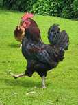 Marans Kury maransy