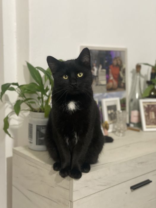 Великий , молодий котик у добрі руки