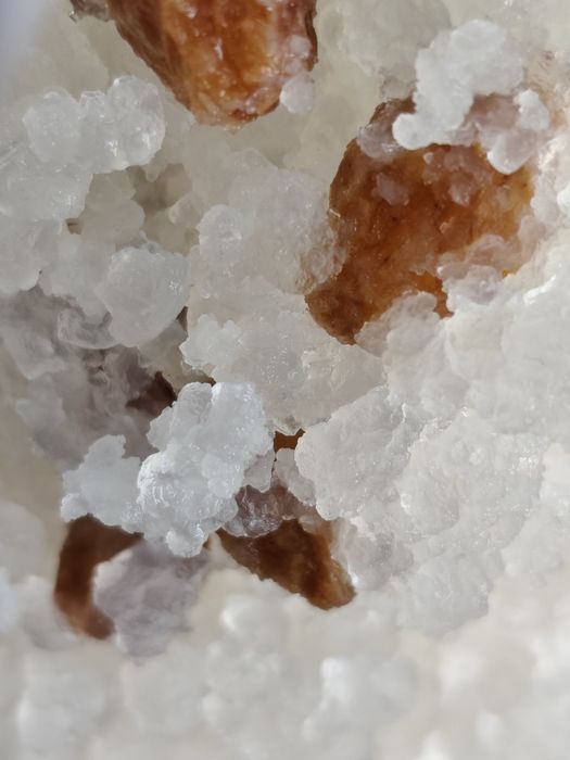 Algi japońskie do produkcji wodnego kefiru, 20g, probiotyk