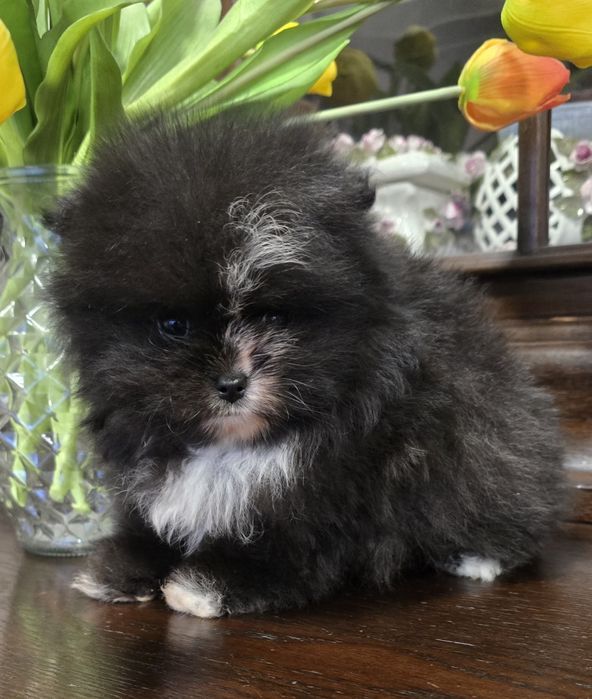 Szpic miniaturowy pomeranian