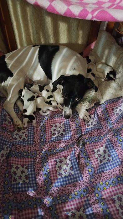 Щенки джек рассела парсон терьер