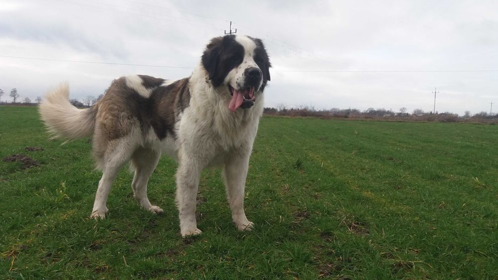 Moskiewski pies stróżujący