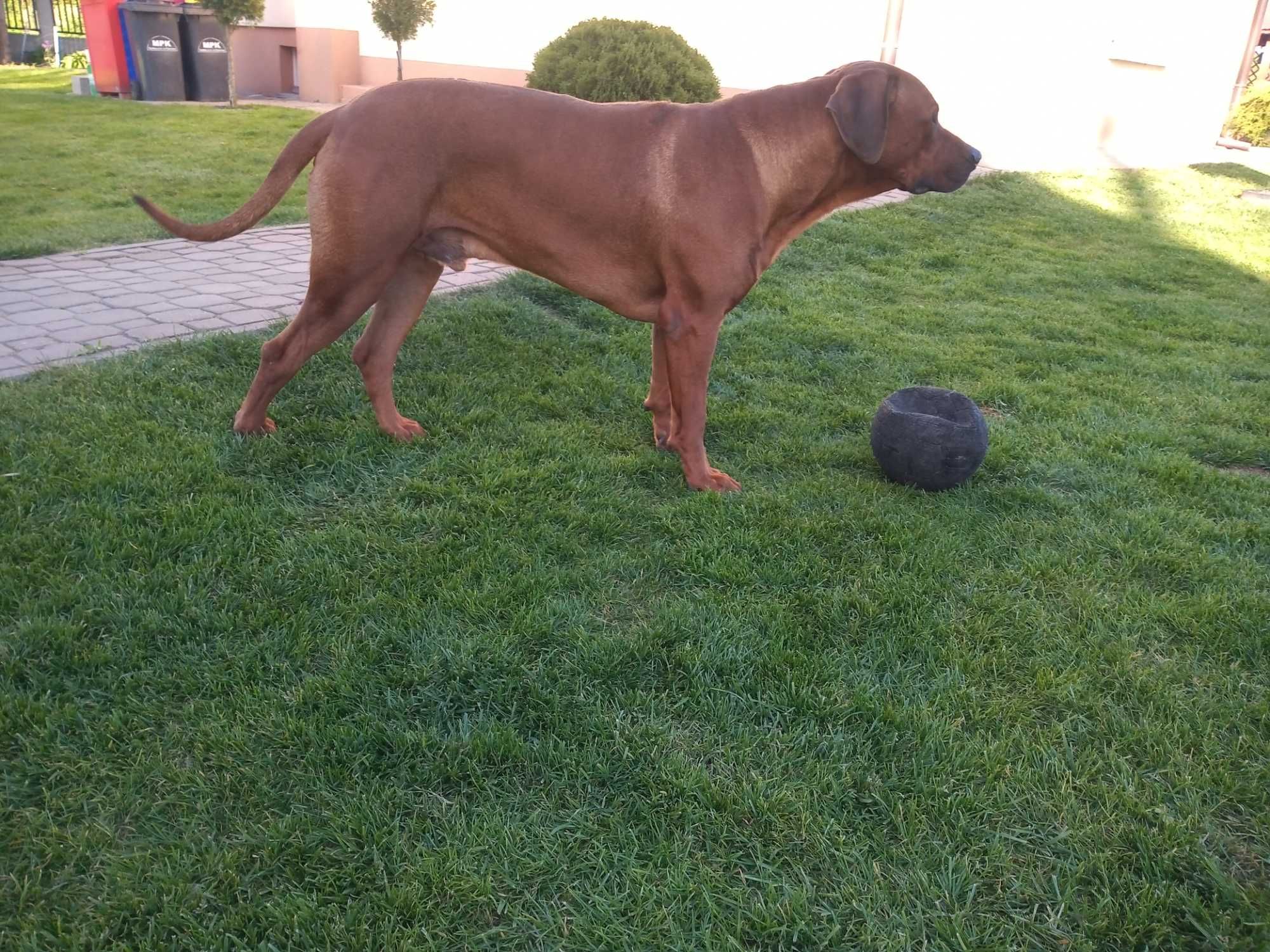 Rhodesian Ridgeback - piesek ZKWP/FCI