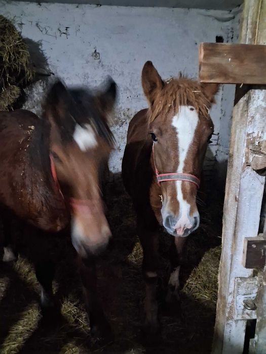 źrebice sztumska i pkz