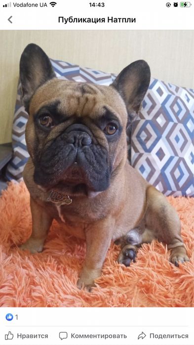 Вязка французский бульдог