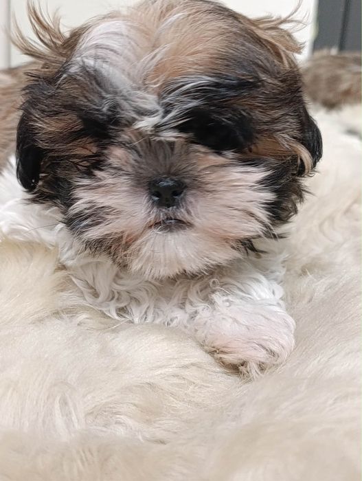 Szczeniak Shih tzu- pies