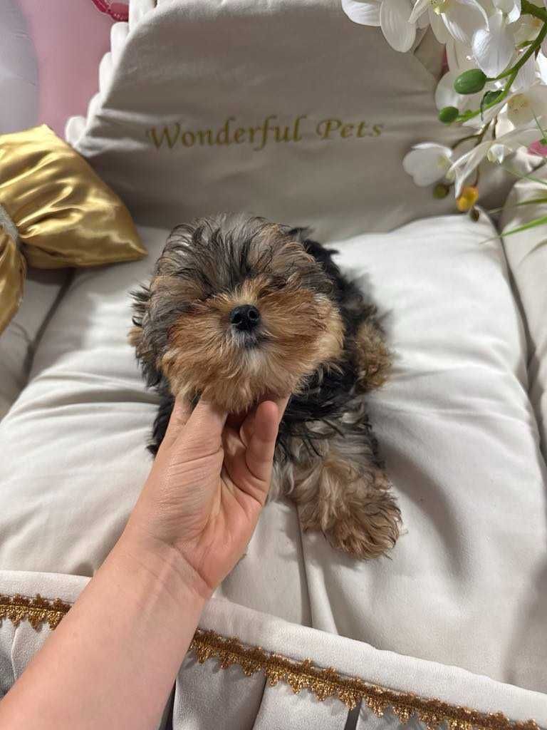 York Yorkshire Terrier słodki chłopczyk Czarno złoty gotowy do odbioru