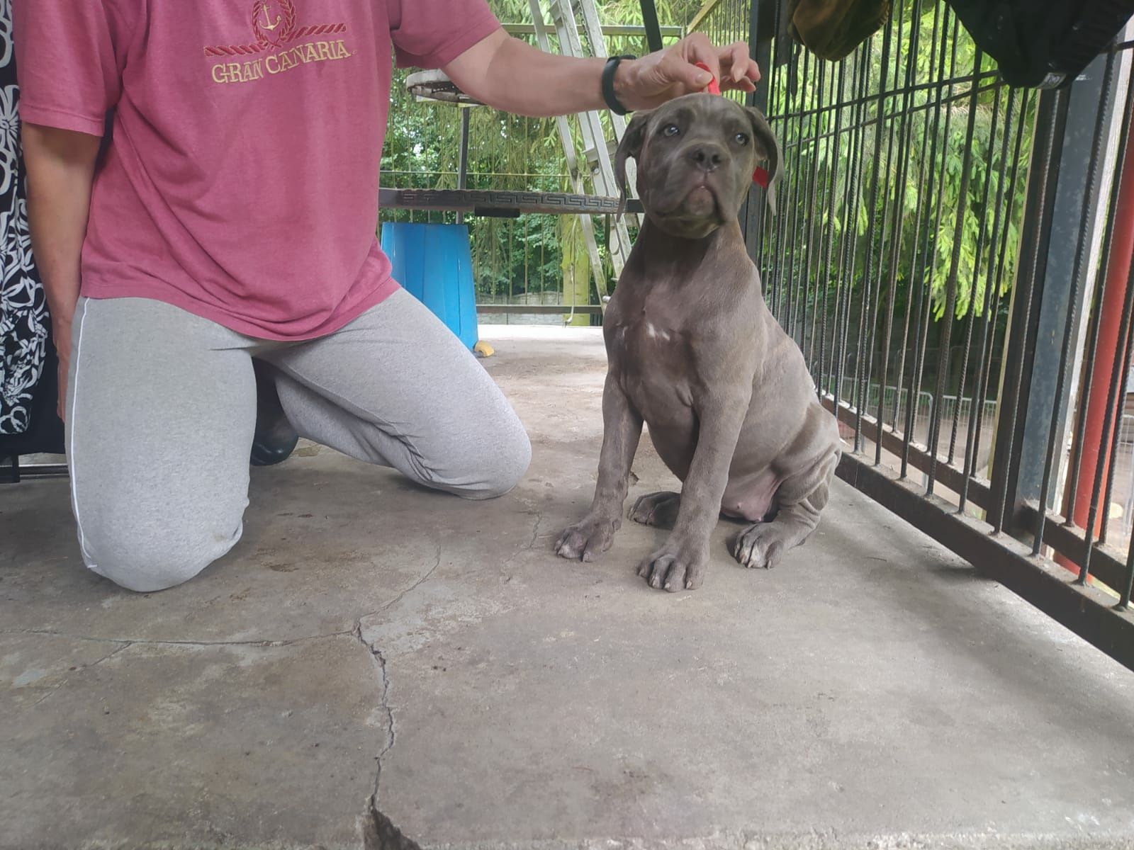 Cane corso błękitna suczka FCI