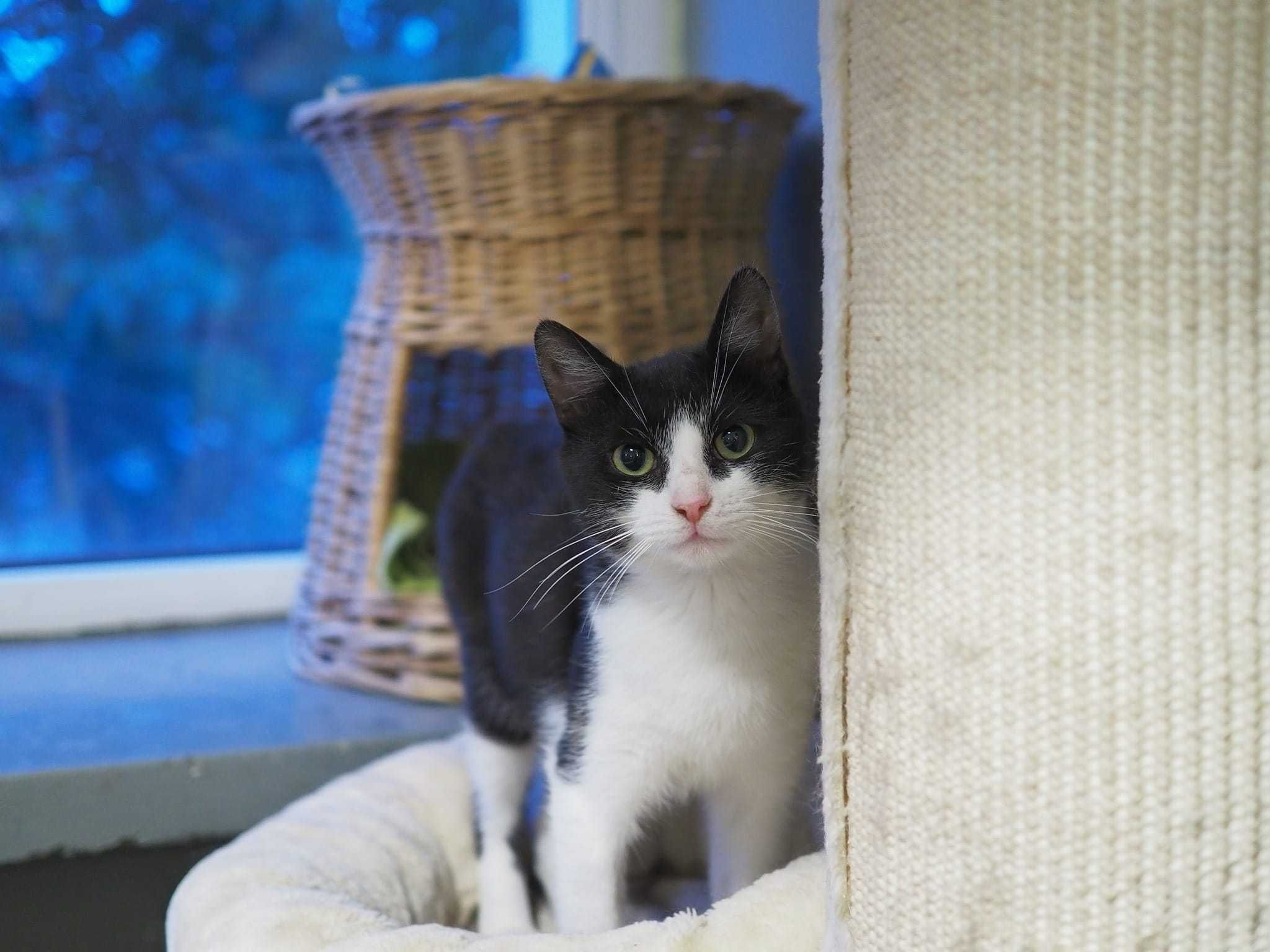 Gryfek ok 1,5 r. wyjatkowy kocurek czeka na adopcję KoTylion