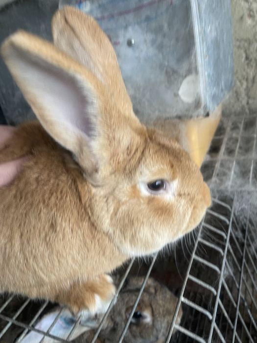 Coelhos leonardo de borgonha x gigante de flandres