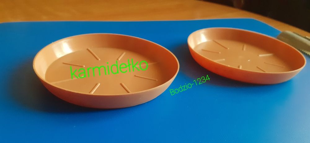 Gigantyczne ślimaki afrykańskie achatina Reticulata full albino.