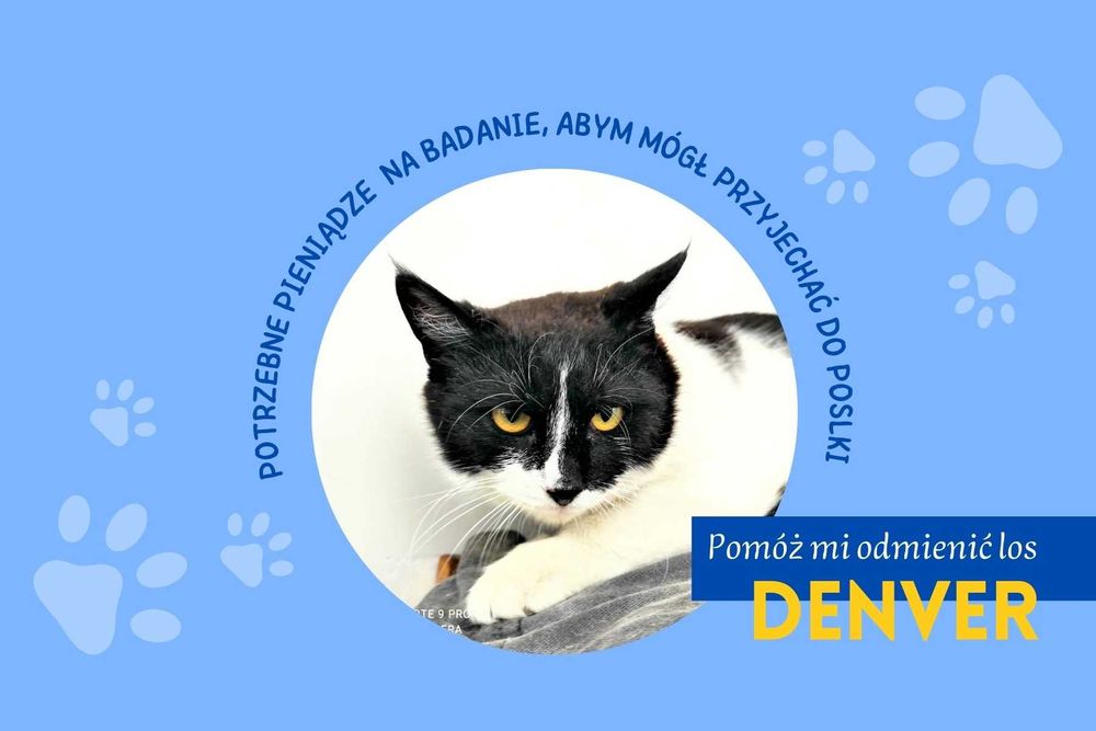 DENVER, porzucony potrzebuje bezpiecznego schronienia i miłości!