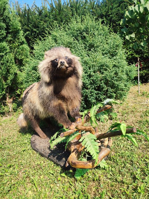 Чучело єнотного пса