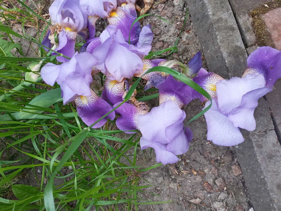 Хоста Ирисы высокие инизкорослые желтые