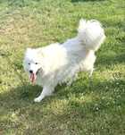 Samoyed reproduktor krycie