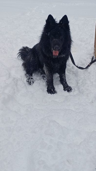 Owczarek niemiecki długowłosy