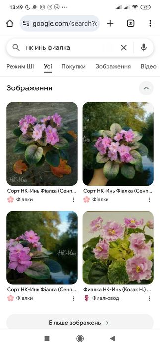 Фіалка дітки фіалки недорого 10-15 грн