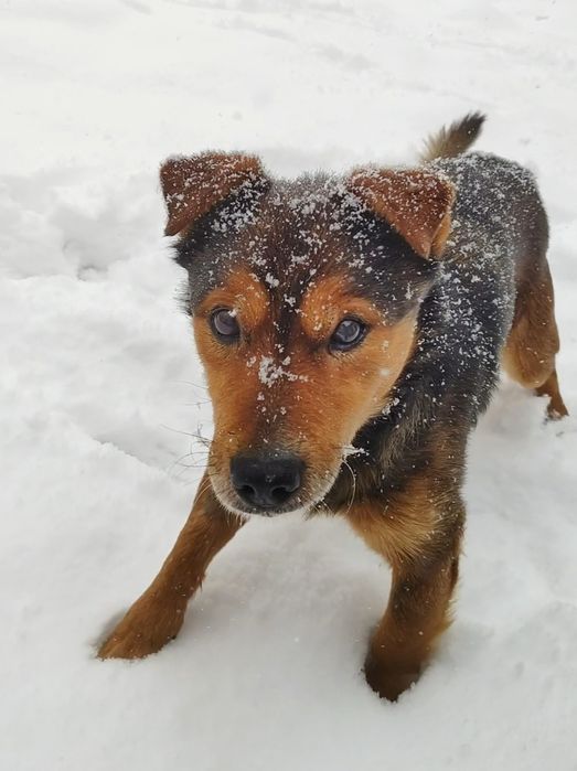 Fart szuka kochającego domu