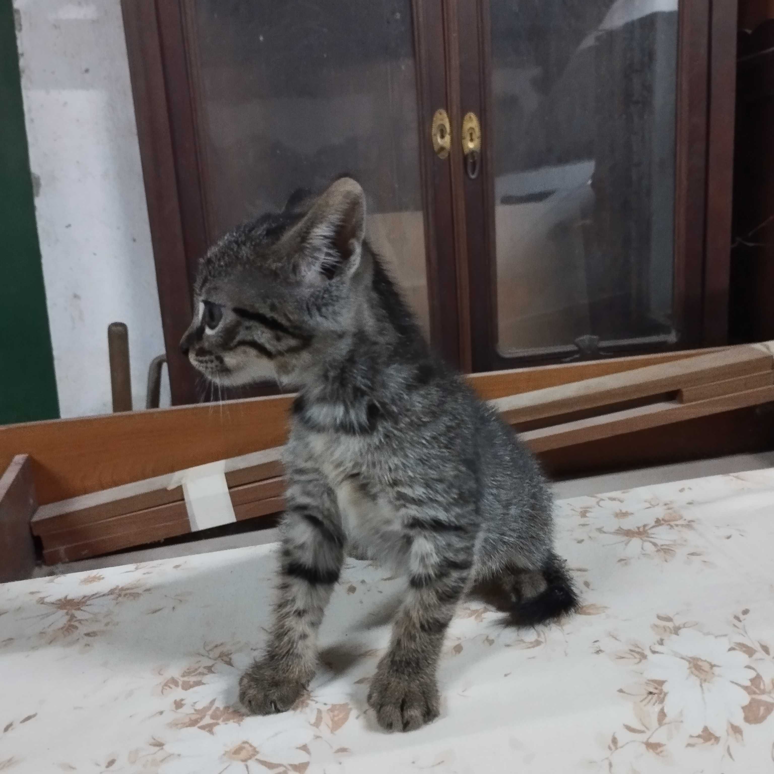 Gatinhos bebés para adopção