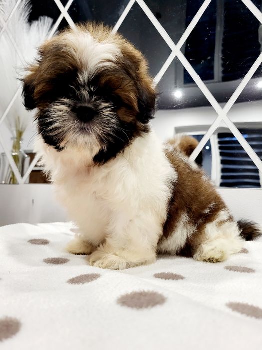 Sunia shih tzu gotowa na nowy domek
