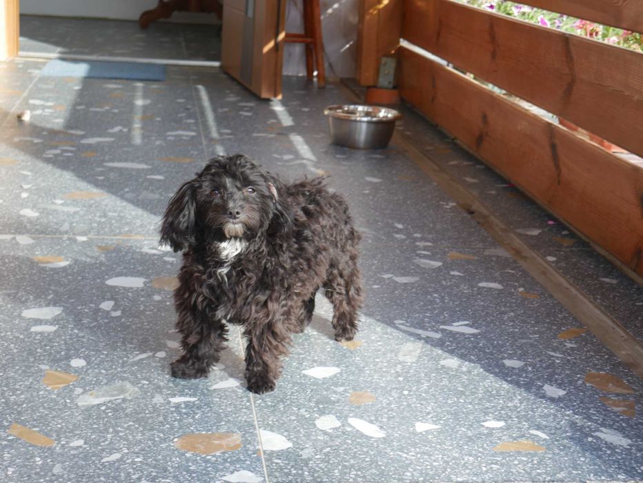 Pudel Miniaturowy -Maltipoo piesek