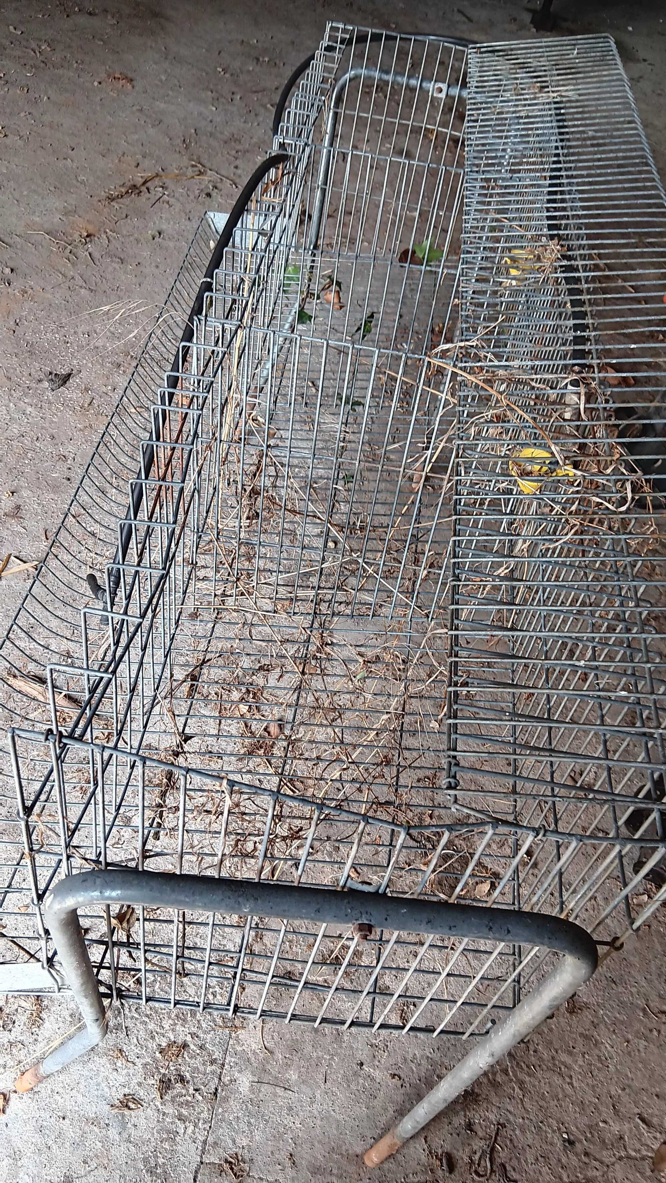 Coelheira de diversos tamanhos