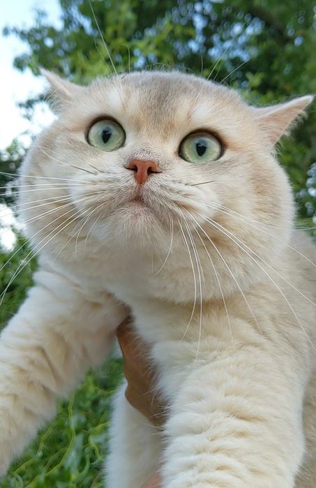 Голубое золото.Шиншила