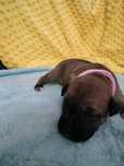 Staffik, Staffordshire Bull terrier , staff