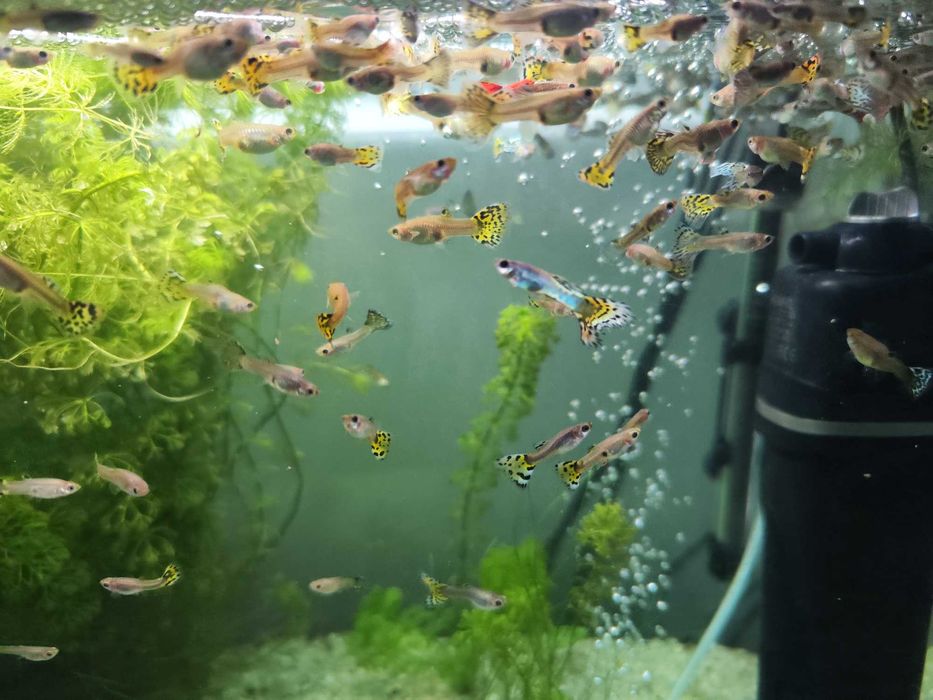 Gupik pawie oczko - różne