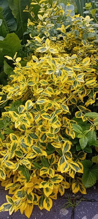 Trzmielina fortune'a, EMERALD GOLD