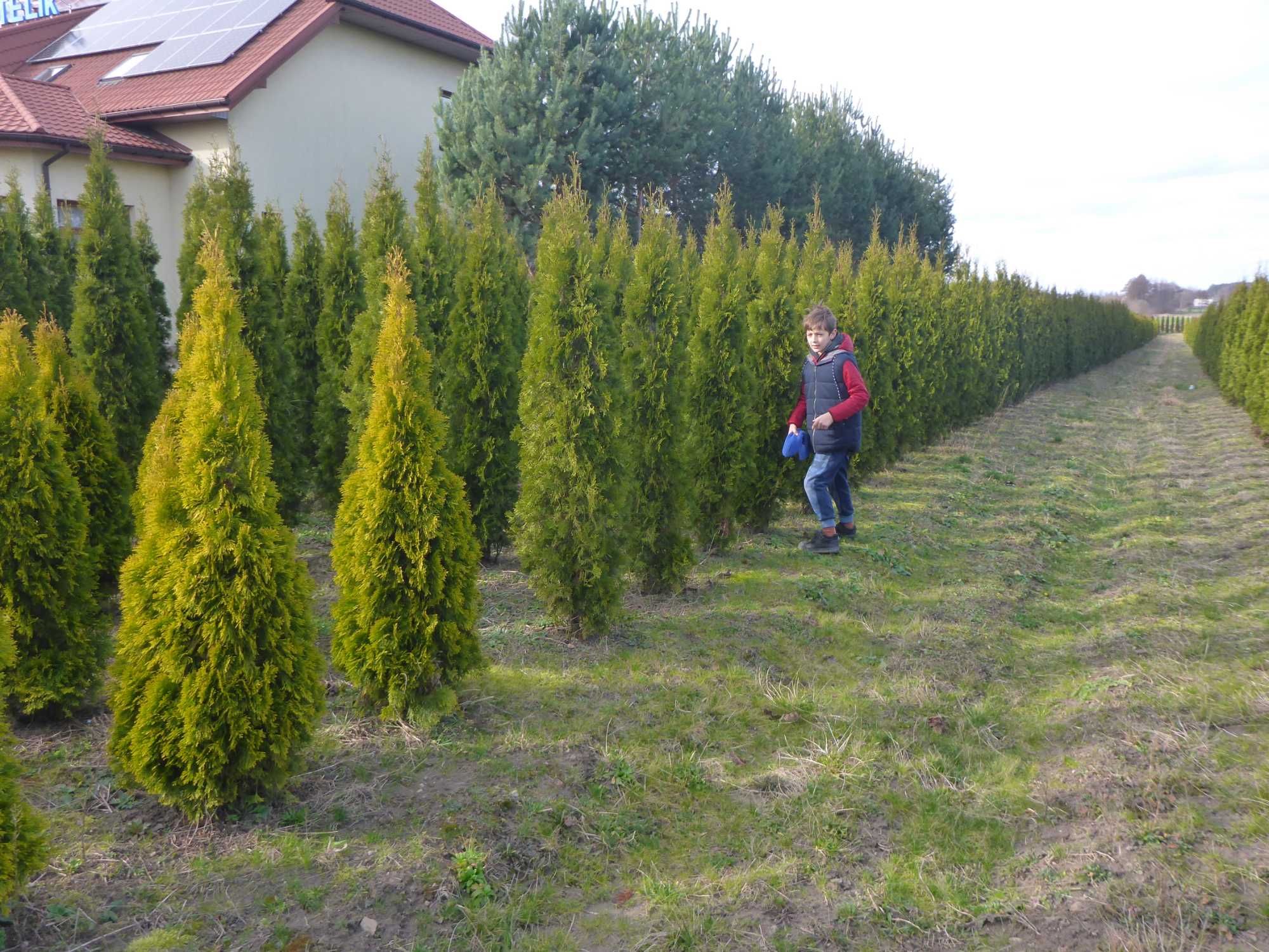 złoty szmaragd 170cm GOLDEN SMARAGD tuja złocista TRANSPORT sadzenie