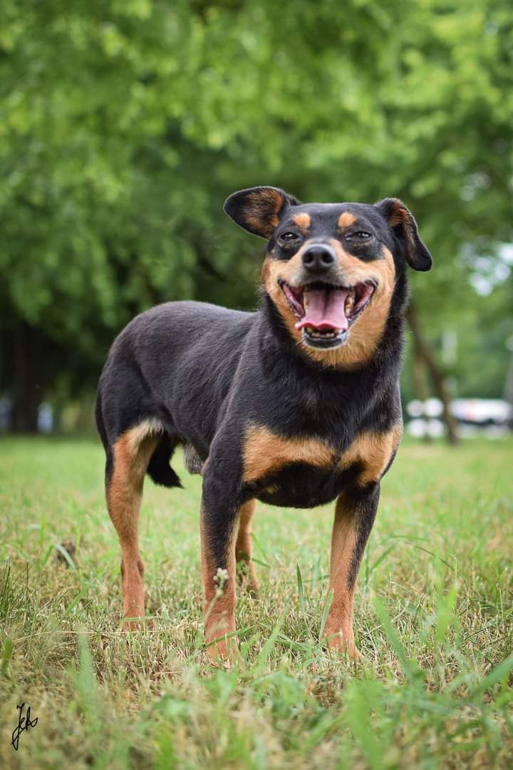 Pies w typie rasy pinczer poleca się do adopcji.